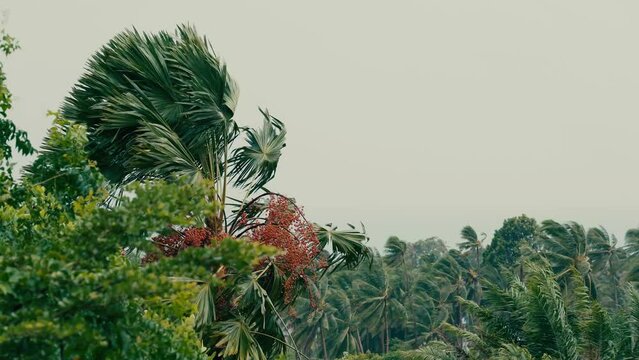 A strong wind sways trees, branches and palm trees on a summer day. Sea in the background.