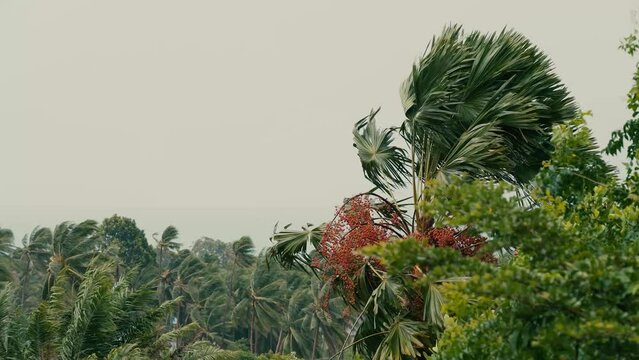 A strong wind sways trees, branches and palm trees on a summer day. Sea in the background.