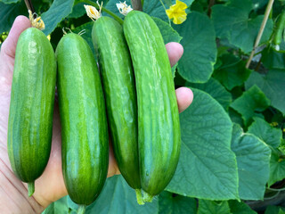 Homegrown organic cucumbers in hand