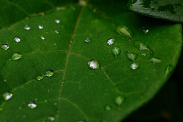 水滴のついた葉っぱ