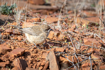 Southern Whiteface foraging on the ground, small Australian native bird, Flinders Ranges, South Australia.