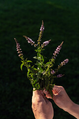 The hands of a woman holding peppermint sprig in bloom on her hands in a ecological field