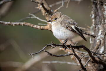 Female Red-capped Robin, small Australian native robin perched in natural surrounds. Small bird isolated.