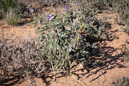 Bush Tomato plant, wild native Australian tomato found in the arid regions. Flinders Ranges, outback South Australia.