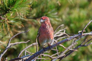 Pine grosbeak foraging in the Pinus pumila forest of Shiretoko Pass