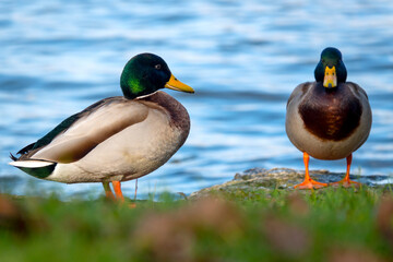 Male mallard