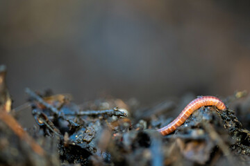 turning a compost pile in a community garden. compost full of microorganisms. sustainable regenerative agriculture with a soil sample