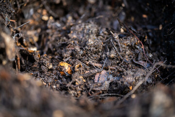 turning a compost pile in a community garden. compost full of microorganisms. sustainable regenerative agriculture with a soil sample