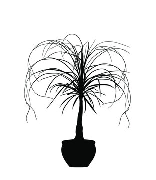 Nolina palm tree vector silhouette illustration isolated on white background. Elephant foot plant from Mexico. Beaucarnea recurvata or ponytail palm. Decorative room plant.