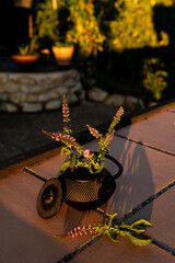 Freshly cut peppermint sprigs in bloom in a teapot on a garden table at sunset