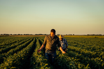 Naklejka na ściany i meble Two farmers in a field examining soy crop at sunset.