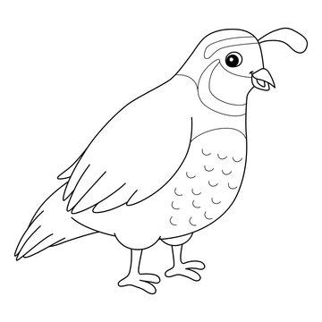 recommend clip art: Quail Animal Coloring Page for Kids
