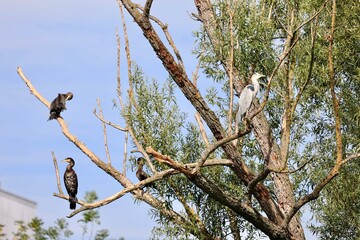 bird on a tree