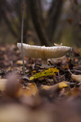 White champignon in autumn forest among dry leaves. Seasonal mushrooms hunting, fall nature, healthy organic food concept.