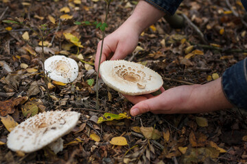 Close up of mushroom-pickers hands with knife cutting fresh champignon mushrooms in the forest on...
