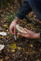 Close up of mushroom-pickers hands with knife cutting fresh champignon mushrooms in the forest on dry autumn leaves background.
