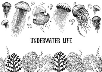 Underwater life. Hand drawn sketch. Vector illustration. Seaweed, jellyfish and coral, engraved illustration. Design template. Underwater world hand drawn. © DiViArts
