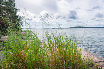 Finnish summer landscape. Grass on the sea