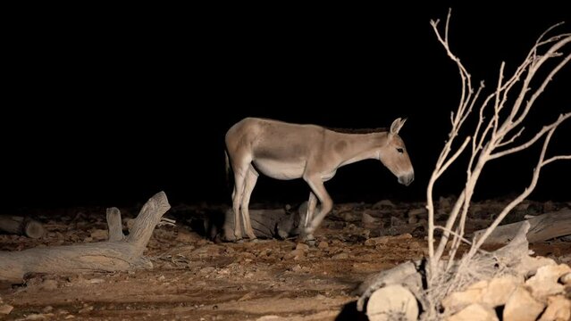Onager Asiatic wild ass (Equus hemionus) Drink water at night in the desert