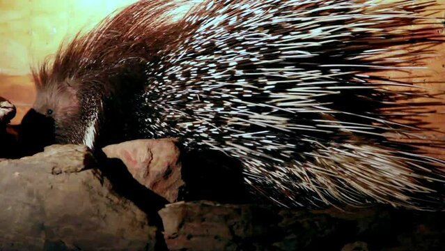 Porcupine, Indian crested porcupine (Hystrix indica)