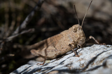 Macro de saltamontes marron