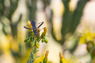 Insecto recolectando nectar de hipérico