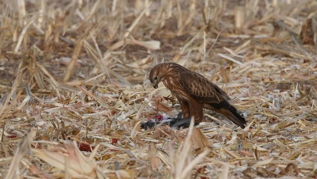 Common buzzard (Buteo buteo) eating a pigeon after hunting her,cut pieces of meat and feed on them, wintering in Israel