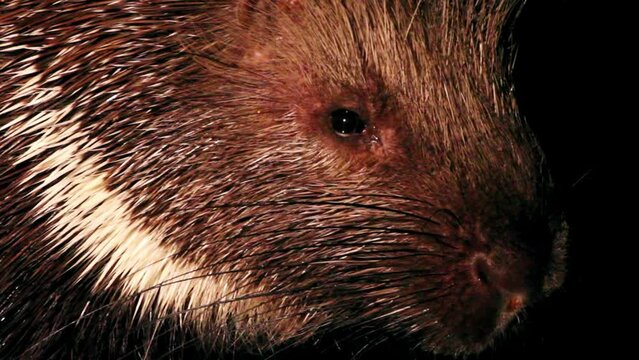 Porcupine, Indian crested porcupine (Hystrix indica)Close up of head