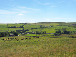 Fototapeta premium a herd of boer goats grazing in a meadow in calderdale west yorkshire