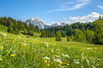 Fototapeta premium Idyllic alpine landscape in Austria, Heutal, Unken, Pinzgau, Salzburger Land, Austria, Europe