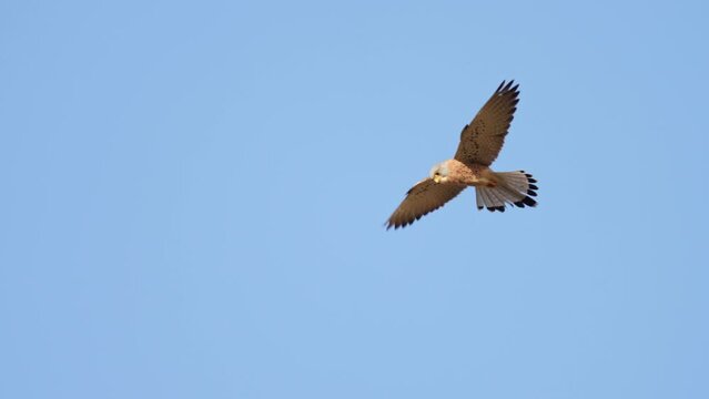 Common Kestrel (Falco tinnunculus) male Common Kestrel hovering