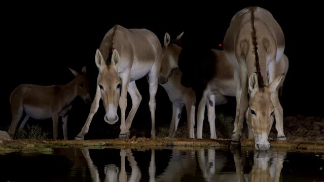 Onager Asiatic wild ass (Equus hemionus) Herd Drink water at night in the desert