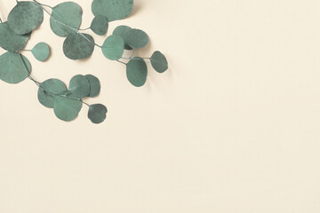 Eucalyptus branches on a beige background. Place for text. Green eucalyptus leaves isolated on neutral color. Floral layout. Horizontal banner mockup. Eucalyptus gunnii Silver Drop. Flat lay Top View