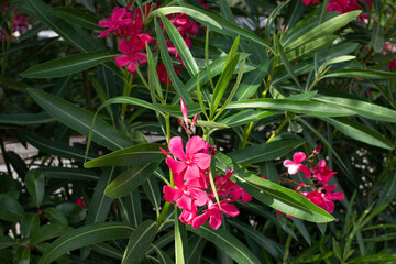 Nerium oleander flowers