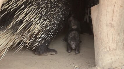 New born Baby Porcupine Indian crested With his parents (Hystrix indica)