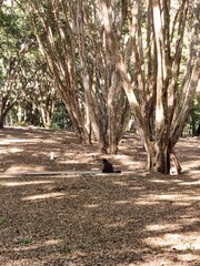 footpath in the park