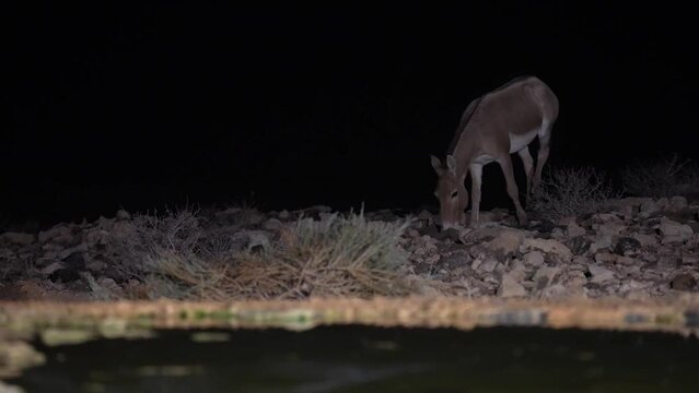 Onager Asiatic wild ass (Equus hemionus) walking at night in the desert