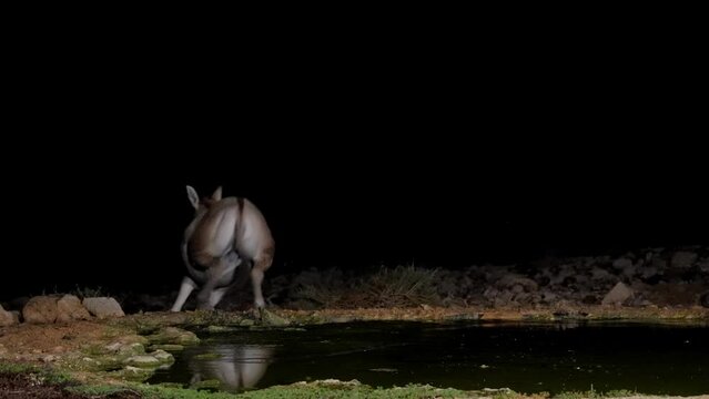 Onager Asiatic wild ass (Equus hemionus) Drink water at night in the desert