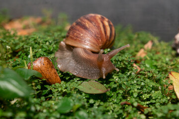 African Land Snail. snail on green grass