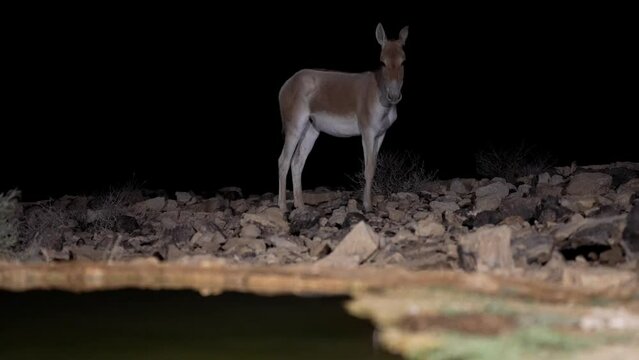 Onager Asiatic wild ass (Equus hemionus) Herd Drink water at night in the desert