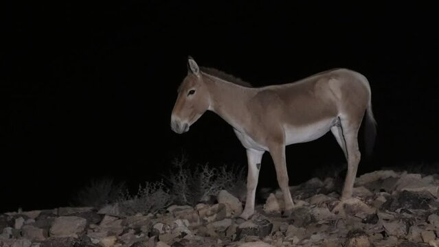 Onager Asiatic wild ass (Equus hemionus) walking at night in the desert