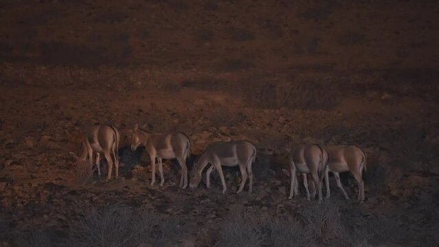 Onager Asiatic wild ass (Equus hemionus) herd grazing at night in the Negev desert