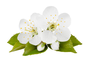 Cherry flowers with leaves and buds on a white background.