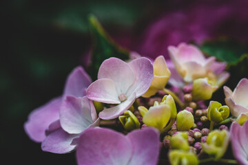 Hortensien die im Sommer Blüht - Hydrangea	