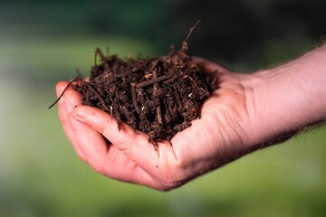 Holding soil in a hand, feeling compost in a field in Tasmania Australia. Hands holding