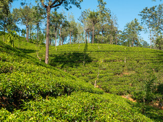 Fototapeta na wymiar View of bright green tea plantations against the blue sky. Nuwara Eliya, Sri Lanka