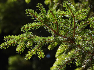 fir tree branches in sunlight close up  