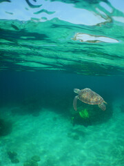Obraz na płótnie Canvas sea ​​turtle in its environment, caribbean sea