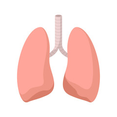 Lungs isolated on white background