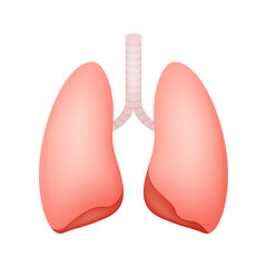 Lungs isolated on white background